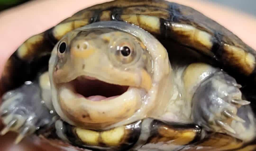 n8n 伺服器自架攻略:使用 Docker Compose 快速部署你的自動化工作流中心!